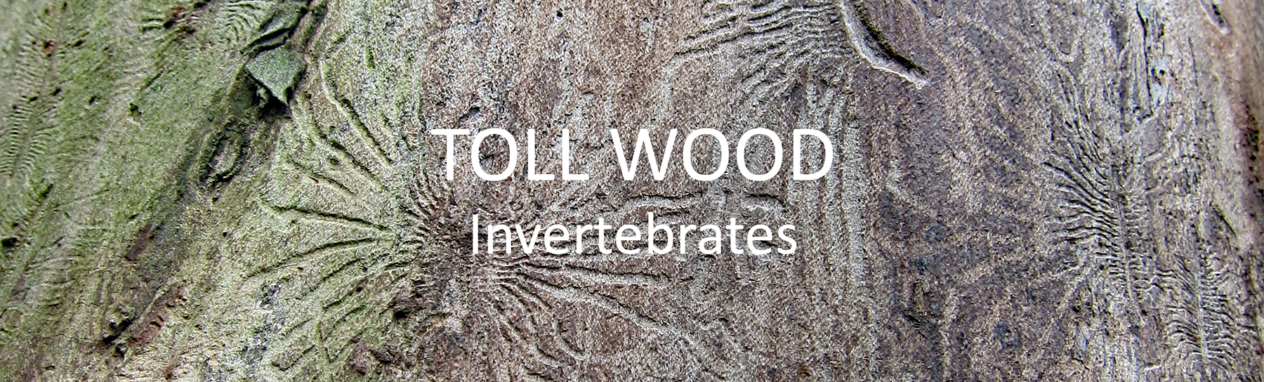 Trees and Associated Invertebrates