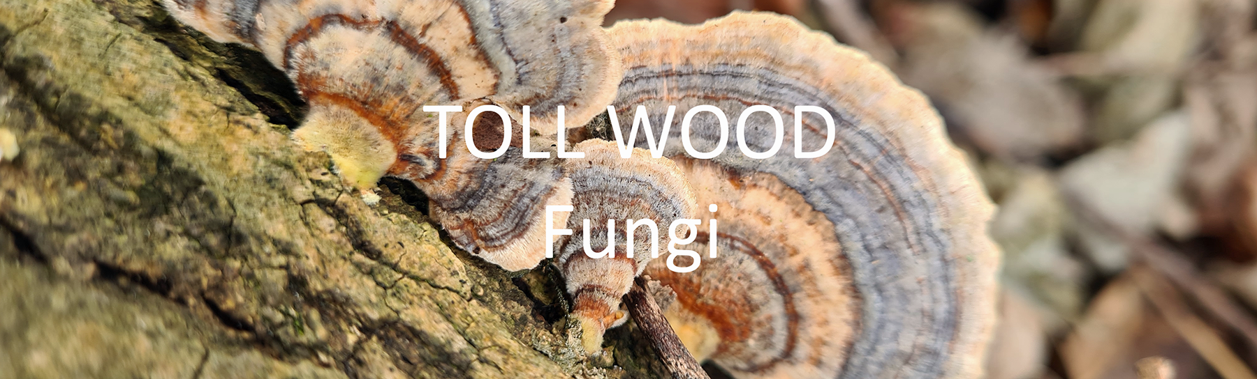 Banner for Toll Wood Fungi illustration page