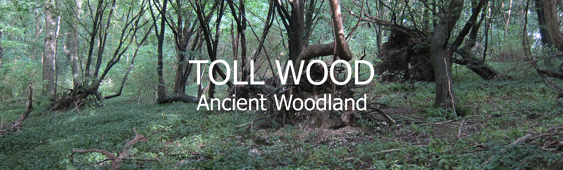 Toll Wood Ancient Woodland Banner