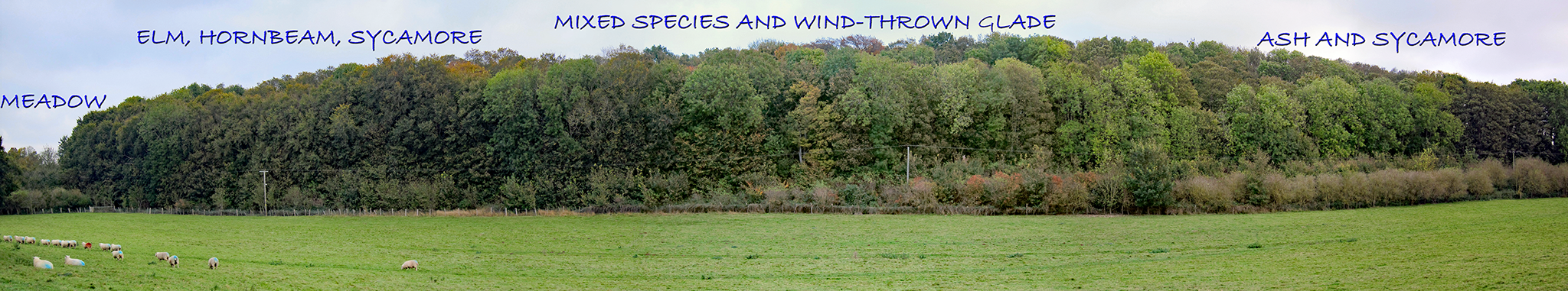 Toll Wood panorama OF WESTERN EDGE