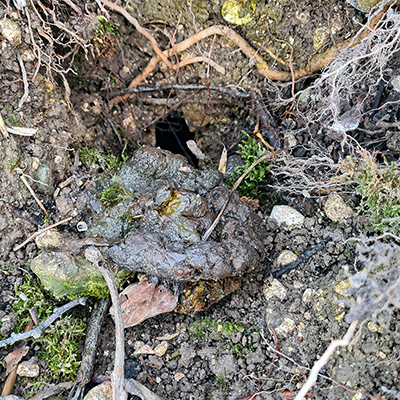 Badger latrine