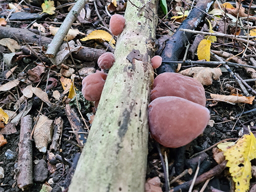 auricularia auricula-judae - Jelly ear