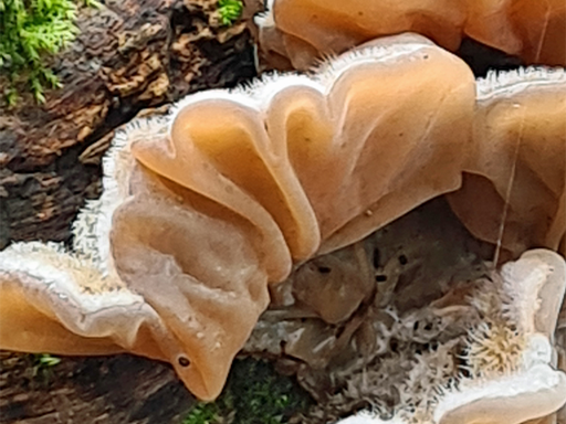 Fungus - Auricularia auricula judae -jelly-ear - showing felted upper surface
