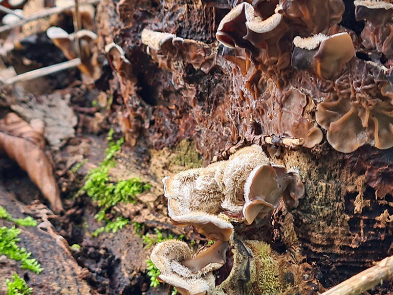 Spring - Jelly Ear Fungus