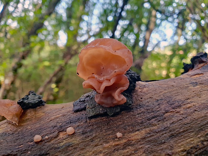 Auricularia auricula-judae Jews Ear or Jelly ear