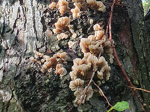 fungi-Auricularia_mesenterica_-_Tripe_fungus_2023-10-28