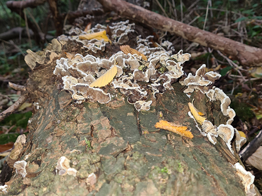 Bjerkandera_adust smokey Polypore possible