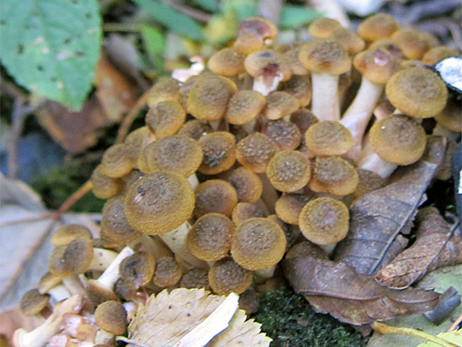 Buna-Shimej, Hypsizigus tessellatus - Brown Beech Mushrooms