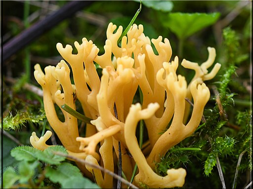Clavulinopsis corniculata Meadow Coral 2023 Foray