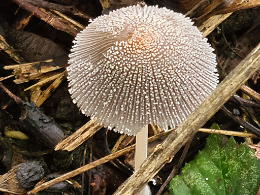 Coprinellus disseminatus Fairy Inkcap On elm Martin Newcombe recorder