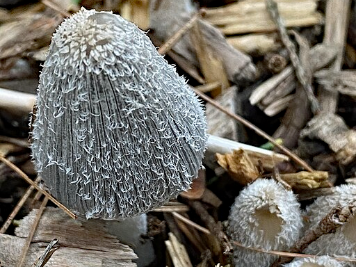 Coprinopsis lagopus - Hare'sfoot inkcap