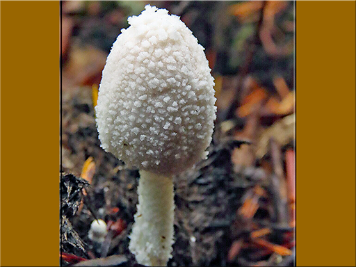 Coprinopsis nivea - Snowy Inkcap - In adjoining field and wood