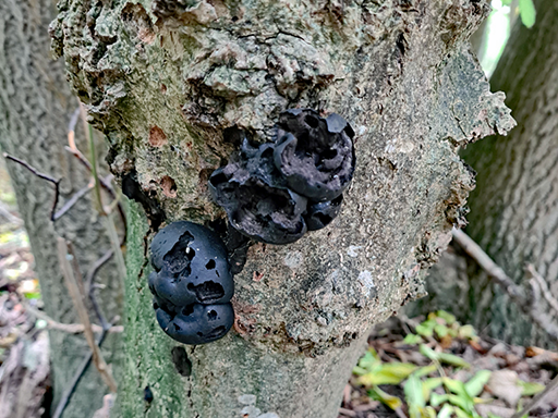 Daldinia concentrica. King Alfred's Cakes