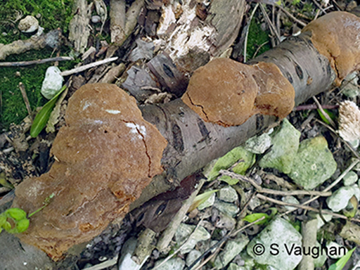 Possible Cinnamon porecrust - Fuscoporia ferrea