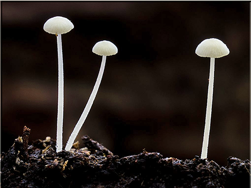 Hemimycena tortuosa - Dewdrop Bonnet On elm