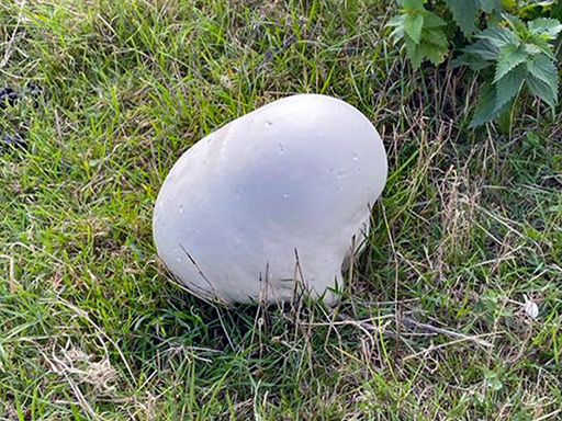 Giant puffball in adjacent meadow to Toll Wood 2023