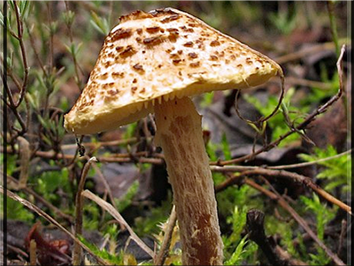 Lepiota castanea - Chestnut dapperling - Elm