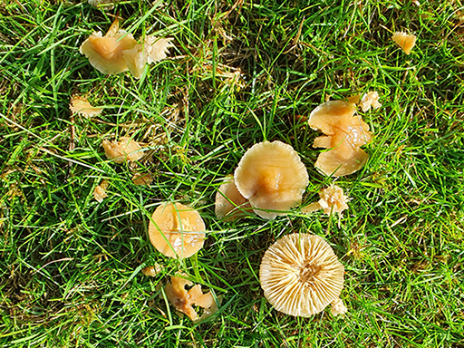 Marasmius oreades - Fairy Ring Champignon - In adjoining field