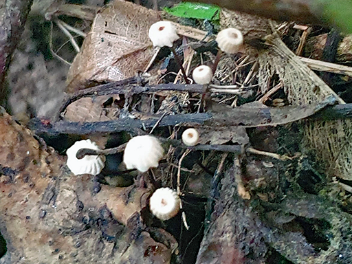Collared Parachute - Marasmius rotula - query?