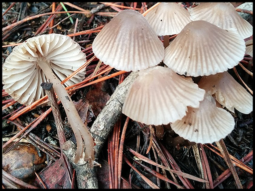 Mycena capillaripes - Pinkedge Bonnet - In adjoining field