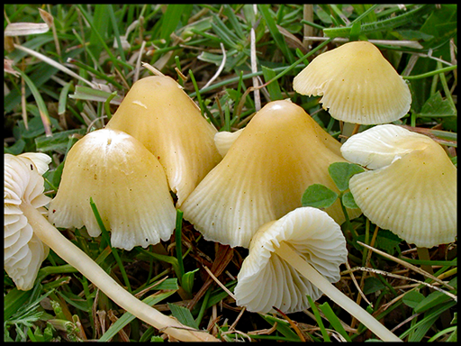 Mycena flavoalba - Ivory Bonnet - In adjoining field