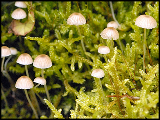Mycena hiemalis - Bonnet - On elm