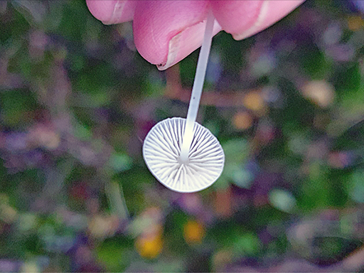 Mycena_hiemalis - Bonnet SV