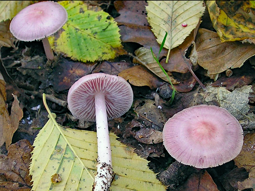 Mycena rosea - Rosy Bonnet - Under elm