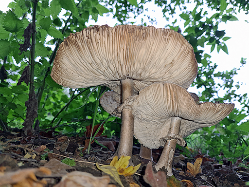 parasol mushroom gills