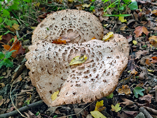 Parasol mushroom