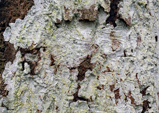 Phlyctis argenti - Whitewash lichen