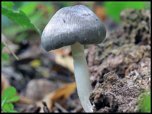 Pluteus slicinus - Willow Shield - Stu's Images, CC BY-SA 4.0