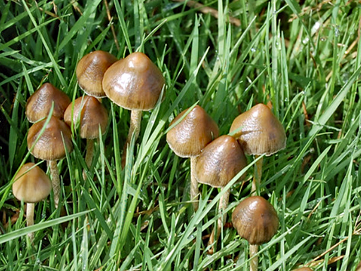 Psilocybe semilanceata - Magic Mushroom-liberty cap - In adjoining field