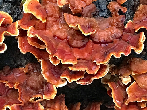 Stereum gausapatum - Bleeding Oak Crust - Elm