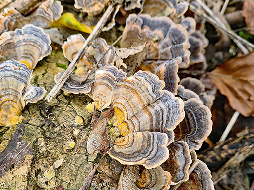 Turkey tail cluster