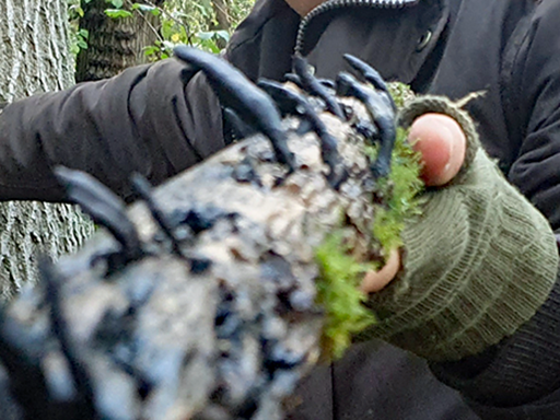 Xylaria polymorpha - Dead man's fingers on elm