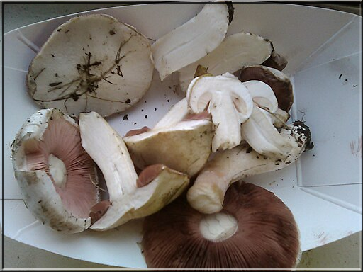 agericus campestris field mushroom