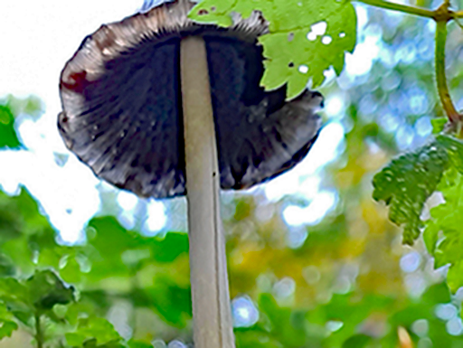 magpie inkcap - caprinus picaceus - gills