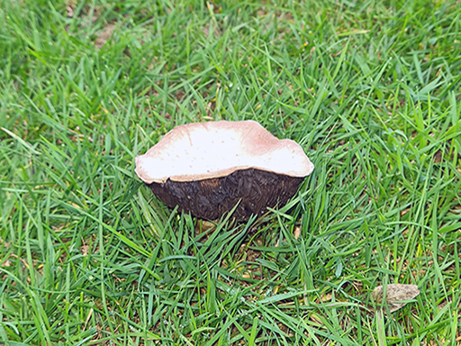 Agaricus bitorquis - very uncertain
