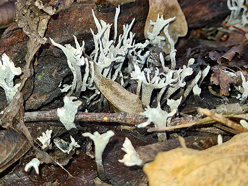 Fungi - Xylaria Hypoxylon - Stags Horn or Candlesnuff