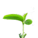 Young shoot symbol of early beginings