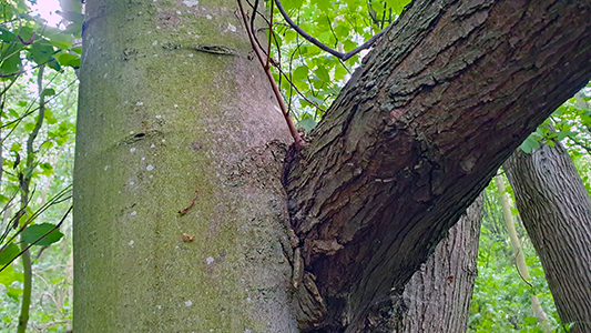 Acer pseudoplatanus - sycamore entwined with elm