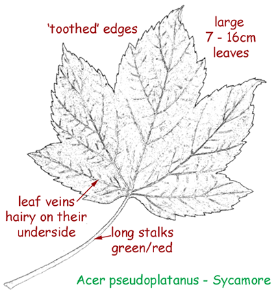 Acer pseudoplatanus - sycamore