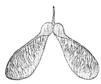 sycamore samara or winged-seed