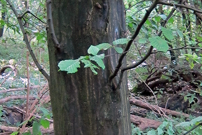 Hornbeam bark and leaf