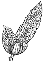 Hornbeam three-lobed-seed