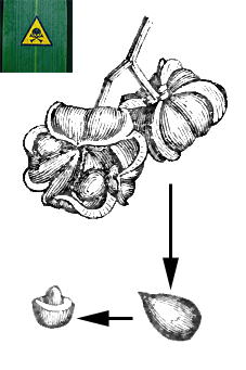 Spindle berry and seed