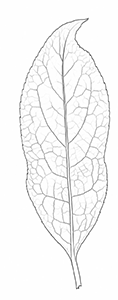 spindle leaf