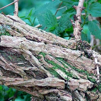corky branches and trunk