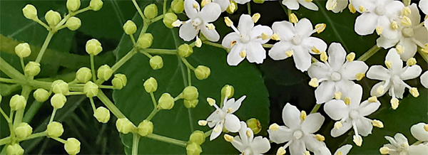 Sambucus nigra - elderflower heads - close-up of flower